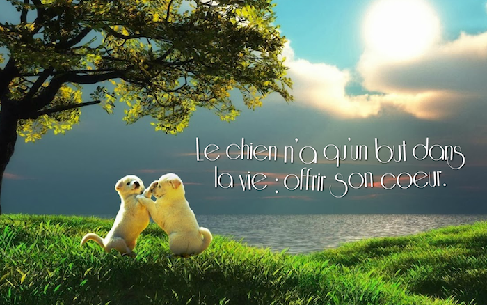 phrase d amour courte, photo collage de la nature avec petits chiens blancs, ciel aux nuages jaunes et rayons du soleil