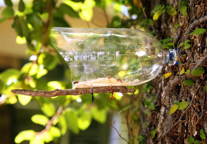 mangeoire pour oiseaux, bouteille plastique coupée et montée à un arbre