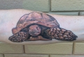 Les beaux designs pour tatouage tortue – plongez dans le monde grâcieux de ta tortue de mer