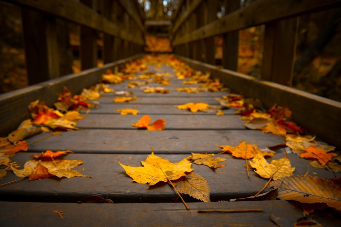 automne paysage fond d'écran hd, feuilles jaunes sur un pont en bois