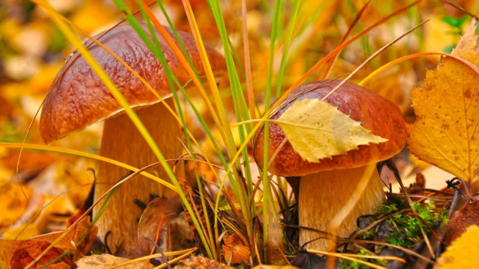 automne paysage fond d'écran hd, herbe coloré en plusieurs teintes et deux champignons