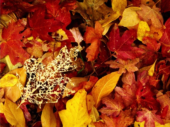 paysage automne fond d'écran hd, jolie image pour fond d'écran avec feuilles rouges et jaunes