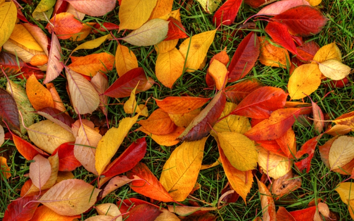 automne paysage fond d'écran hd, feuilles tombées sur le sol en couleurs différentes