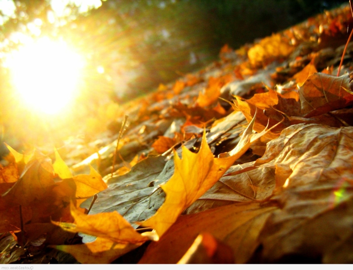 automne paysage fond d'écran hd, le soleil qui brille et les feuilles jaunes 