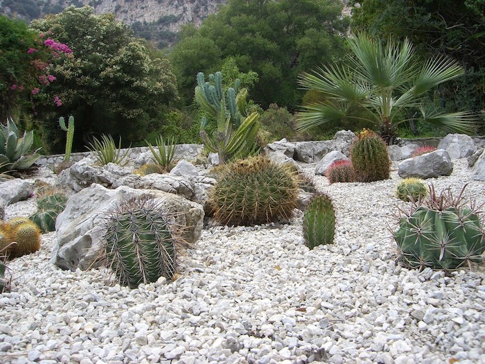 créer une ambiance exotique dans son jardin, plantes tropicales et galets blancs, cactus grands et verts