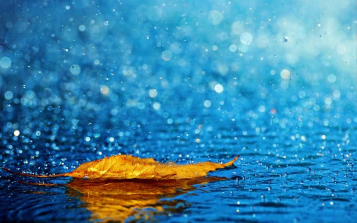 fond d'écran automne, lac au-dessous de la pluie et feuille jaune flottant sur lui