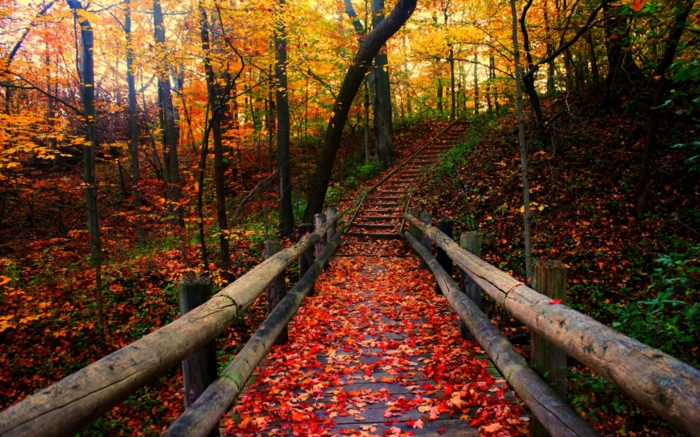 fond d'écran automne, allée en bois avec des feuilles rougies en automne, forêt magique