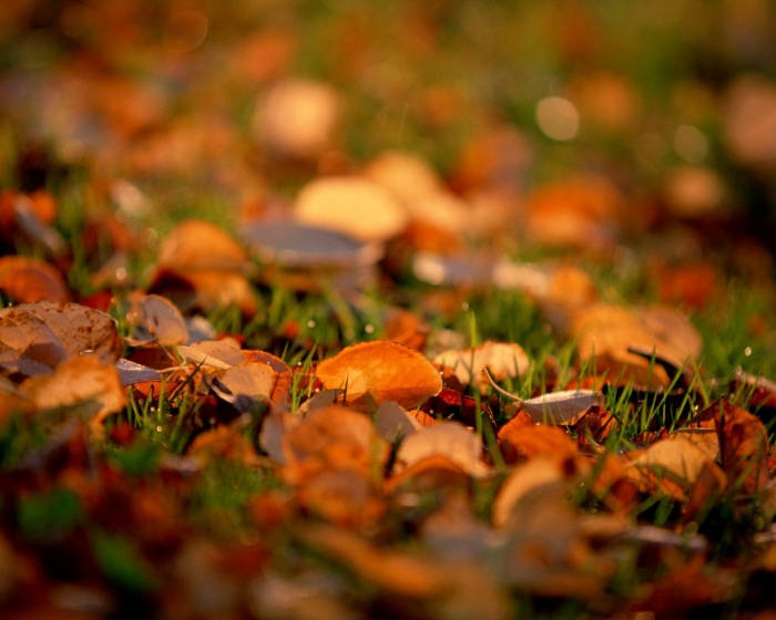 fond d'écran automne, clairière verte avec des feuilles jaunes, images pour le desktop