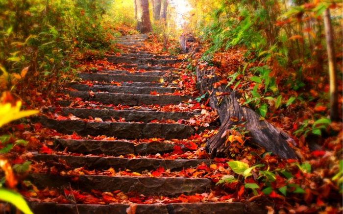fond d'écran gratuit automne, escalier menant vers l'intérieur de la forêt couvert de feuilles rouges