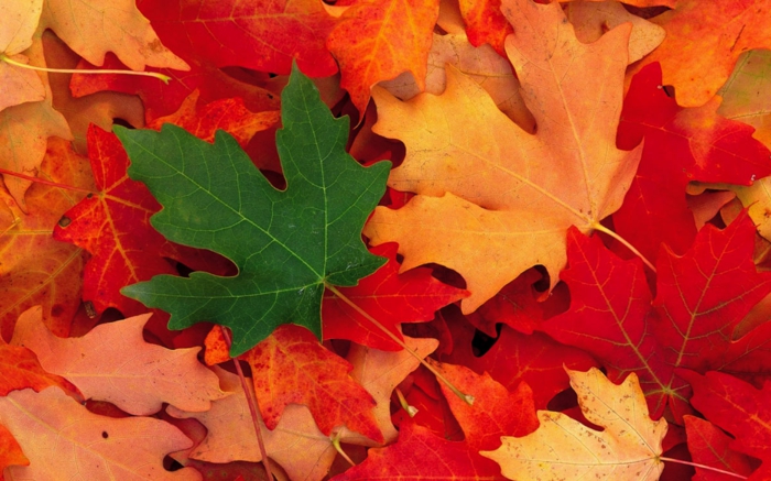 fond d'écran gratuit automne, les feuilles multicolores de l'érable japonais