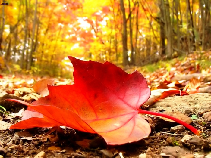 fond d'écran gratuit automne, une feuille tombée dans la forêt, composition originale