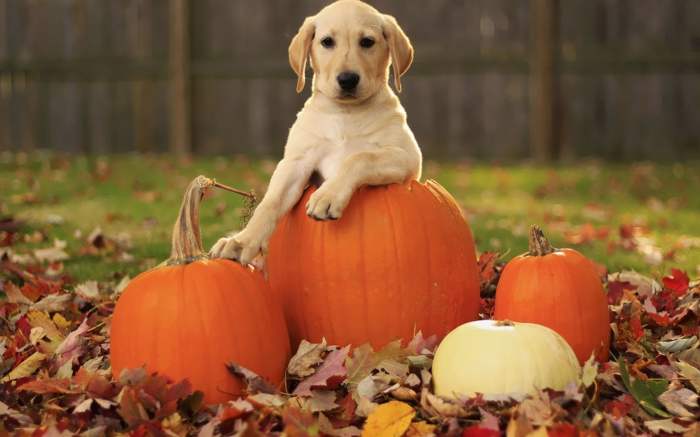 fond d'écran gratuit automne, l'automne magnifique, citrouilles et un chien blanc