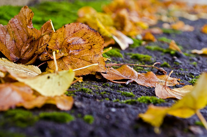 fond d'écran gratuit, la terre humide pendant l'automne et des feuilles jaunes