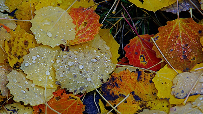 fond d'écran gratuit pour ordinateur, feuilles couvertes de gouttes de pluie