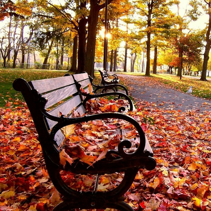 fond d'écran hd paysage, banquette en bois, des feuilles rouges sur ele banc dans un parc
