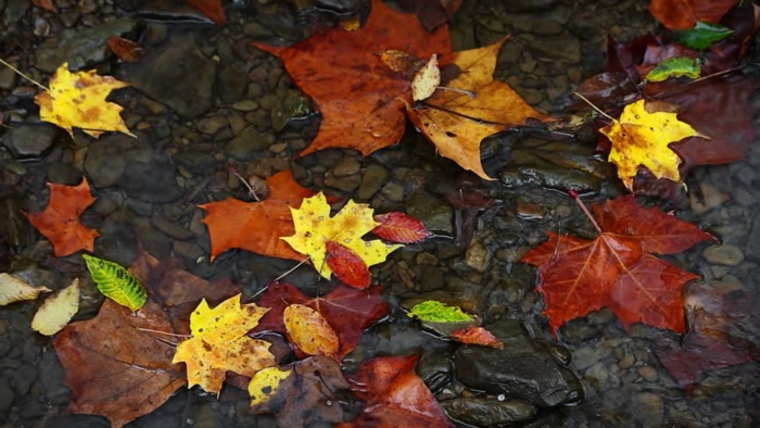 fond d'écran hd paysage, feuilles en couleurs variées qui flottent sur l'eau