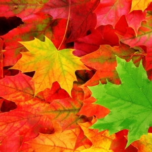 Les plus belles images d'automne pour fond d'écran - découvrez-les ici!
