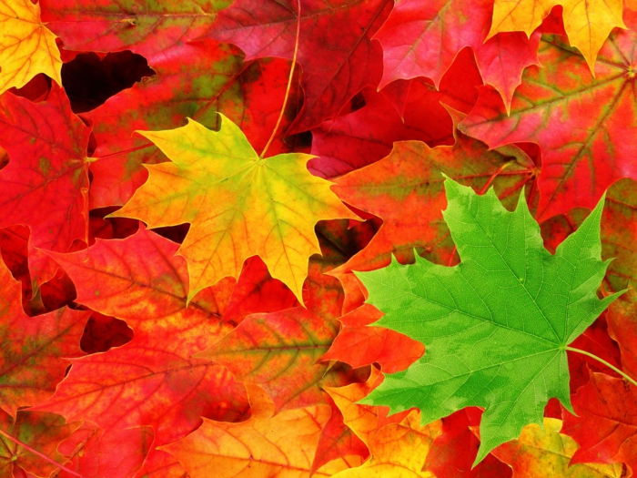 fond d'écran hd paysage, tapis de feuilles tombées fraîches en automne