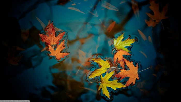 fond d'écran hd paysage, feuilles tombées dans l'eau bleue en couleurs d'automne