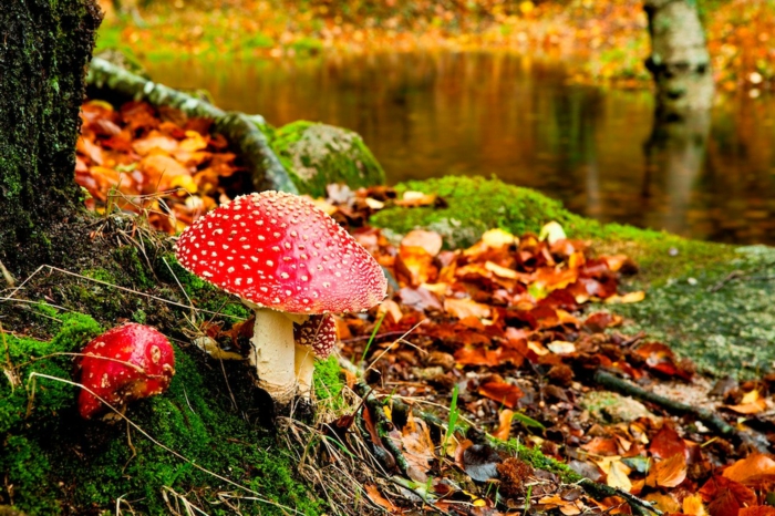fond ecran automne, champignon rouge dans une forêt serène avec rivière