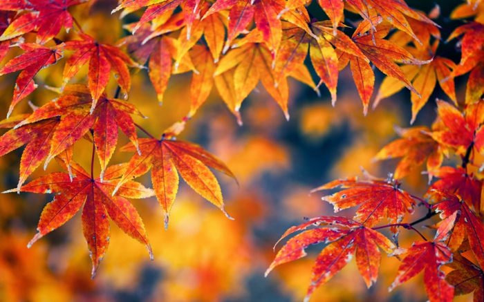 fond ecran automne, desktop image d'automne arbre avec feuilles jaunes