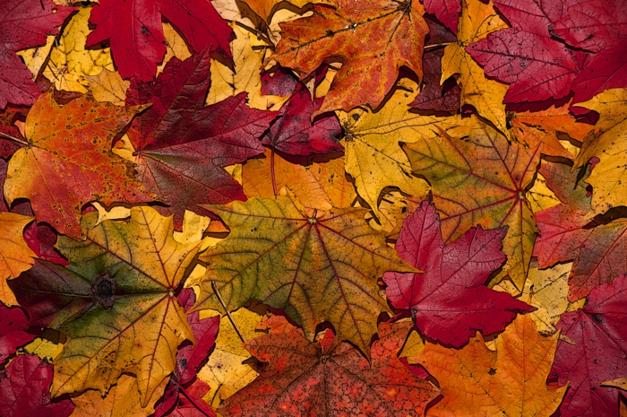 fond ecran automne, un tapis de feuilles tombées, jolie image d'automne