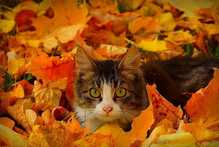 fond ecran automne, chat en gris et blanc, beauté de la nature pendant les différentes saisons