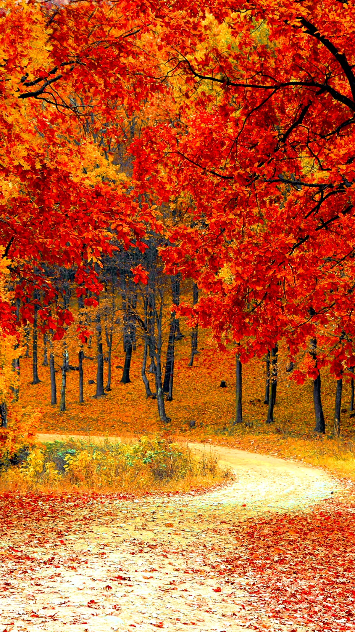 image d automne fond d ecran foret feuilles oranges