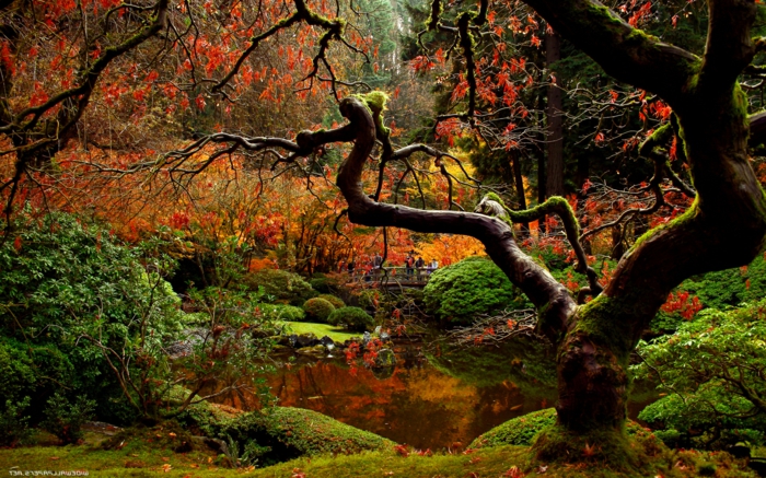 images automne, arbre unique situé près d'un fleuve dans la forêt
