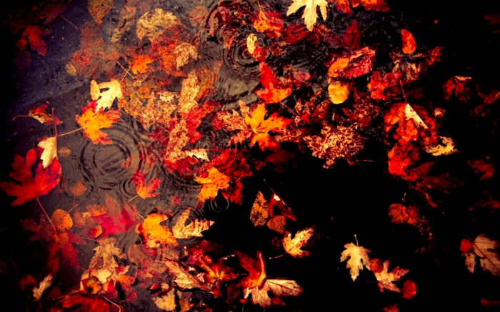 images automne, feuilles flottantes sur l'eau calme, couleurs contrastantes