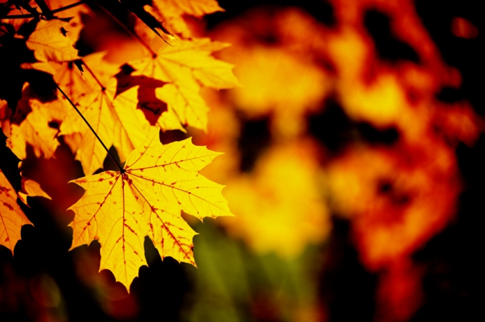 images automne, feuilles jaunes en une couleur magnifique, jolie saison dans la forêt