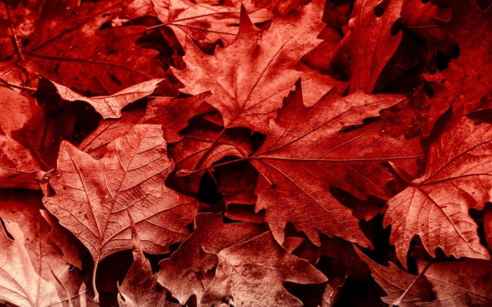 images automne, la nature à la fin de l'été, feuilles rouges en couleur intense