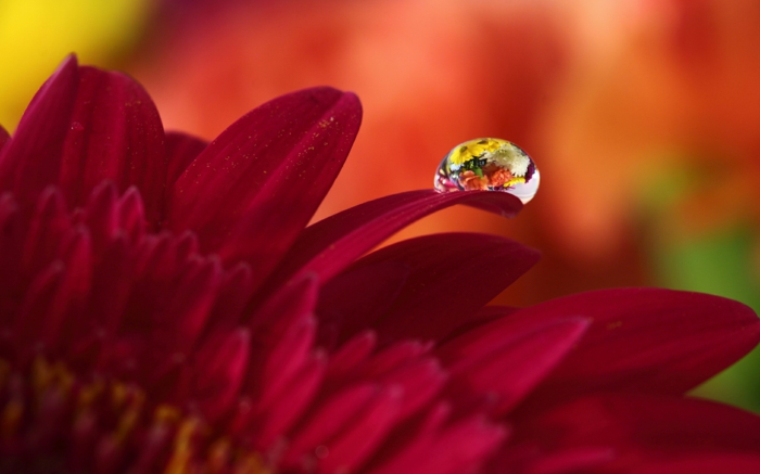 images automne, une image macro de fleur rouge et d'une petite goutte