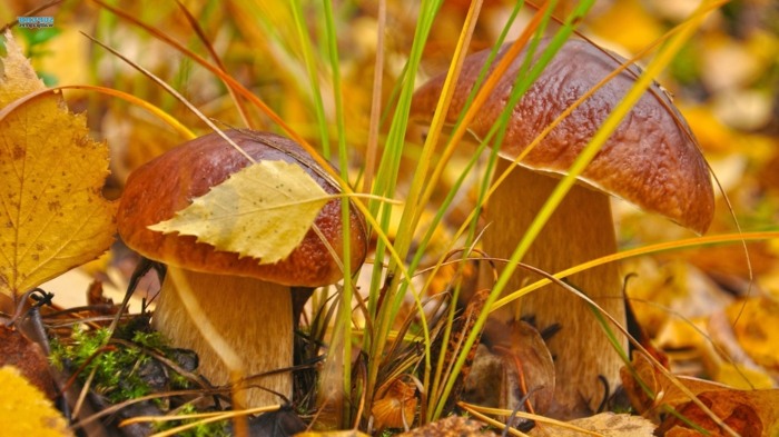 images automne, champignons jolies qui ont pris les couleurs de leur milieu