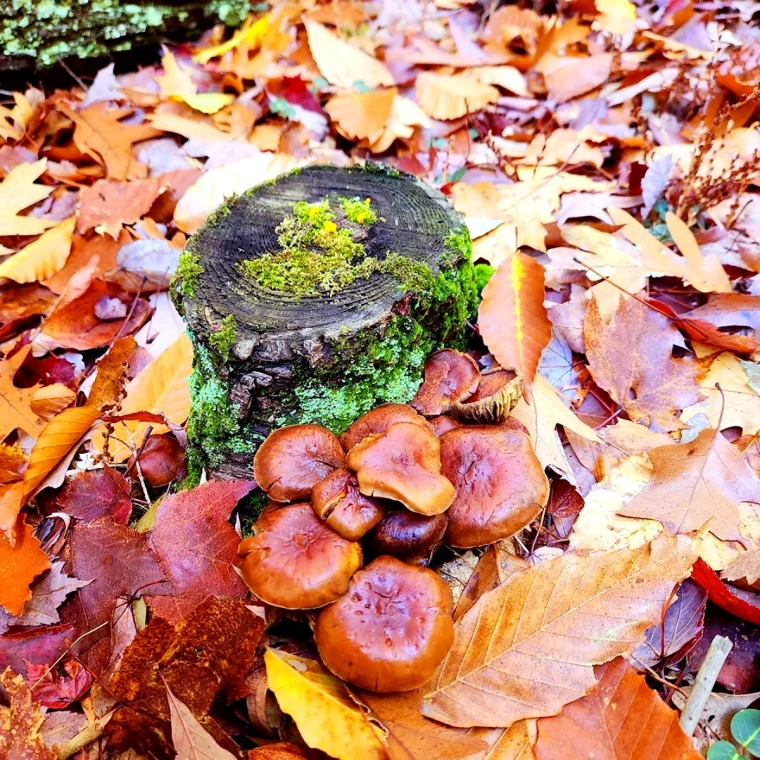 images d automne pour le fon. decran feuilles mortes foret