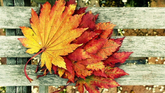 images d'automne pour fond d'écran, jolies feuilles comme sujet d'une photographie