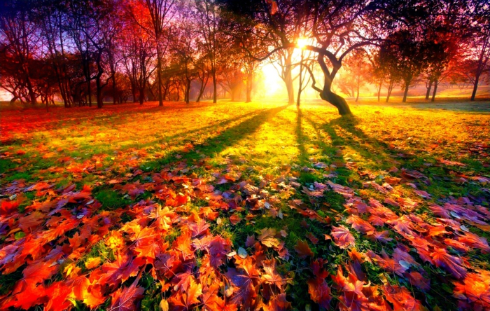 automne paysage fond d'écran hd,soleil couchant au-dessus d'une clairière