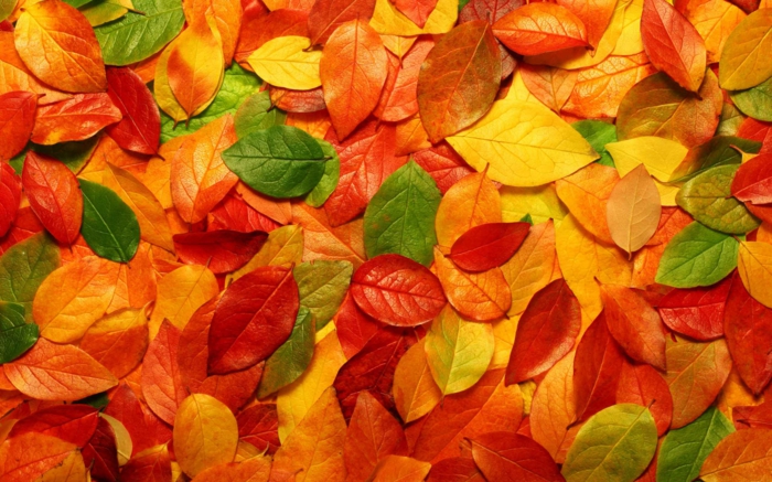 images d'automne pour fond d'écran, feuilles tombées en automne
