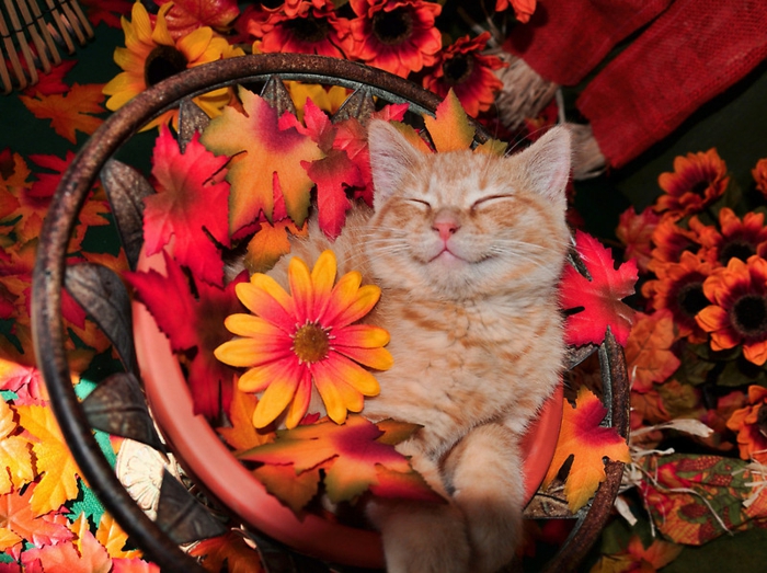 images d'automne pour fond d'écran, chat mignon et fleurs, image d'automne