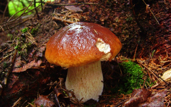 paysage automne, champignon marron dans la forêt humide, sol et aiguilles de pin