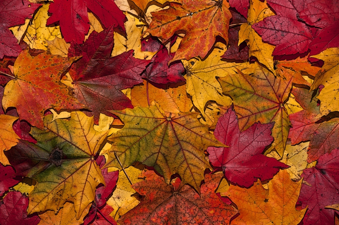 paysage automne, composition de feuilles jaunes et rouges, inspiration pour photographes
