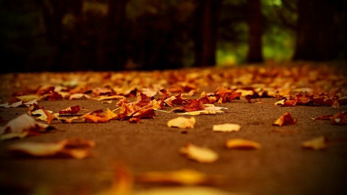 paysage automne, feuilles sur l'allée dans le parc, paysages d'automne