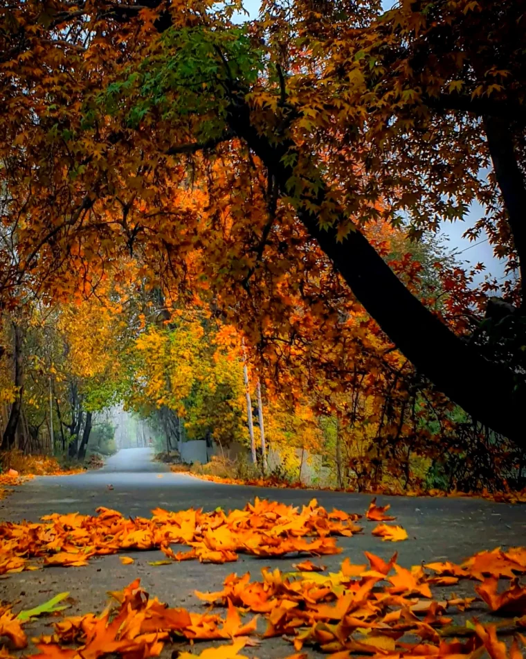 paysage d automne foret chemin arbre feuilles oranges