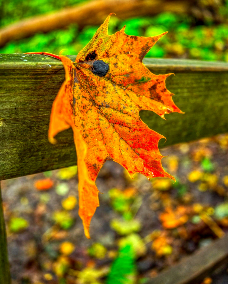 photo d 'automne fond d ecran avec une feuille orange