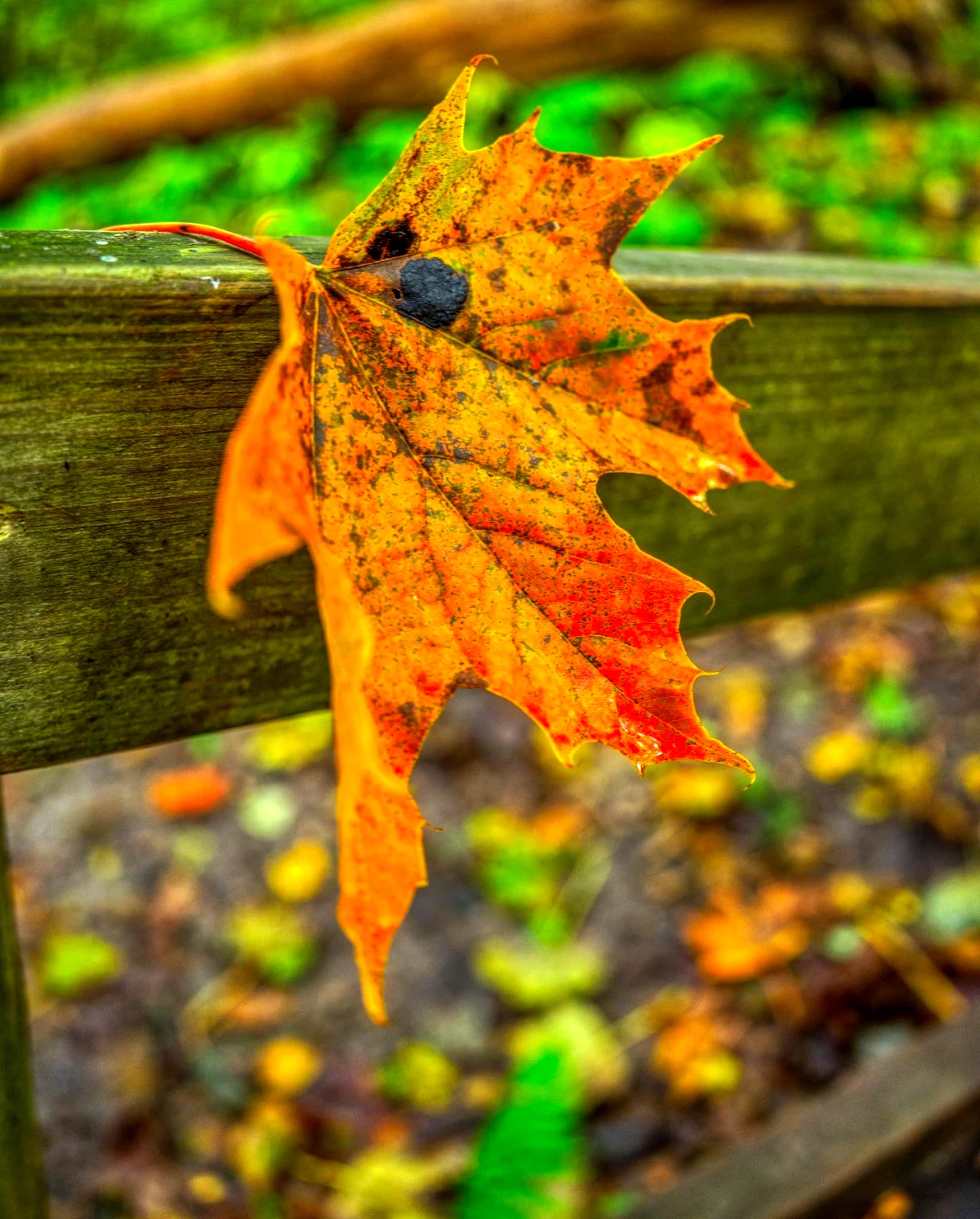 photo d 'automne fond d ecran avec une feuille orange