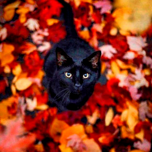 photo d un chat noir au mileiu des feuilles d automne