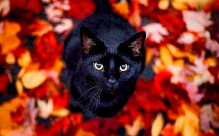 photo d un chat noir au mileiu des feuilles d automne