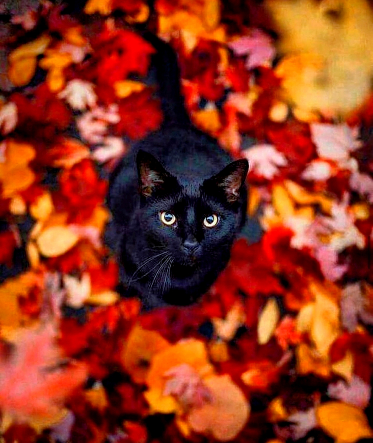 photo d un chat noir au mileiu des feuilles d automne