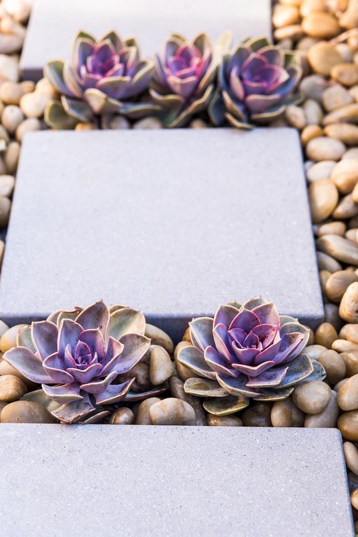 déco de jardin avec sentier en dalles de béton et galets décoratifs, petites plantes violettes