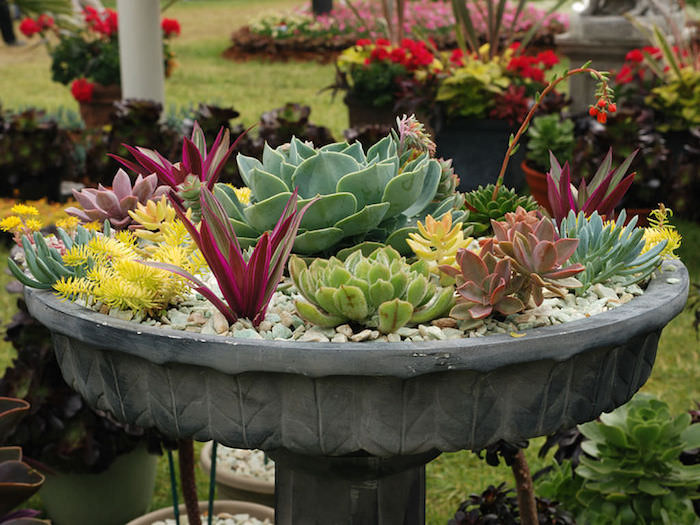 plantes grasses, créer une fontaine zen avec galets et plantes succulentes, décoration de jardin avec cailloux